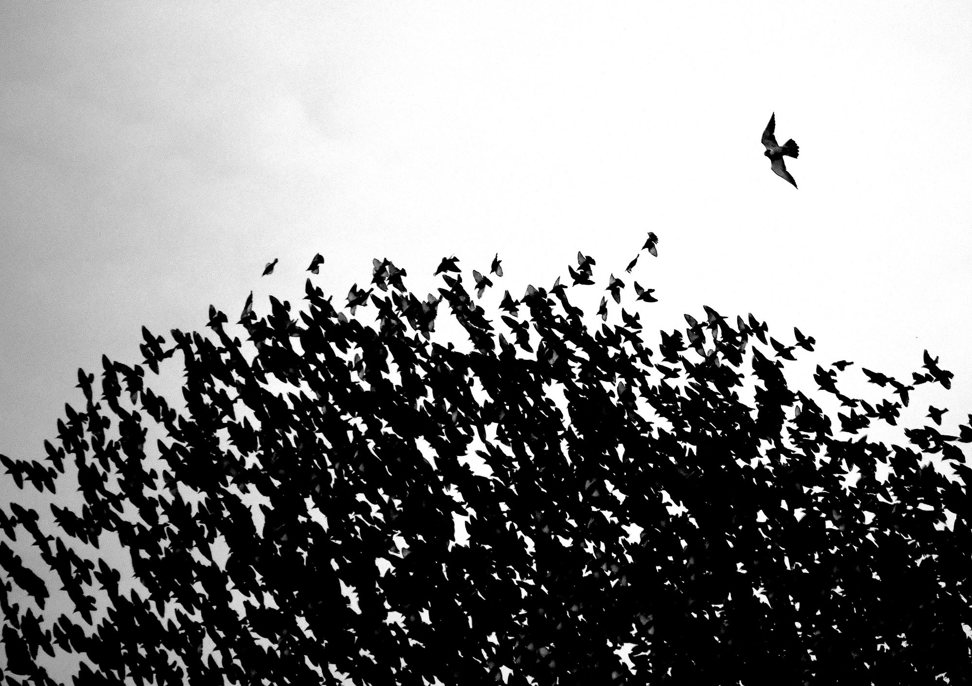 A peregrine flying towards a starling murmuration.