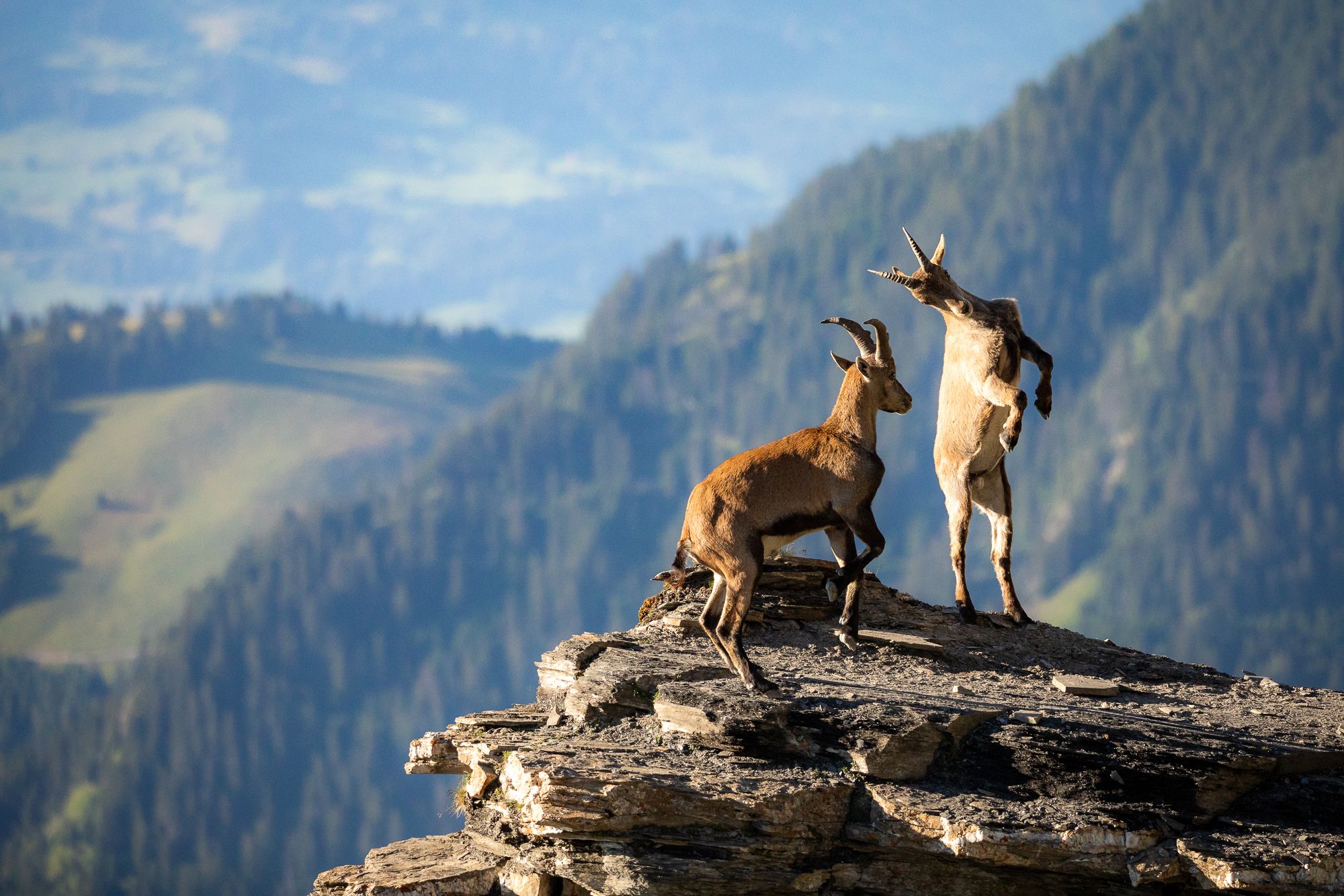 Two young mountain goats learning how to fight.