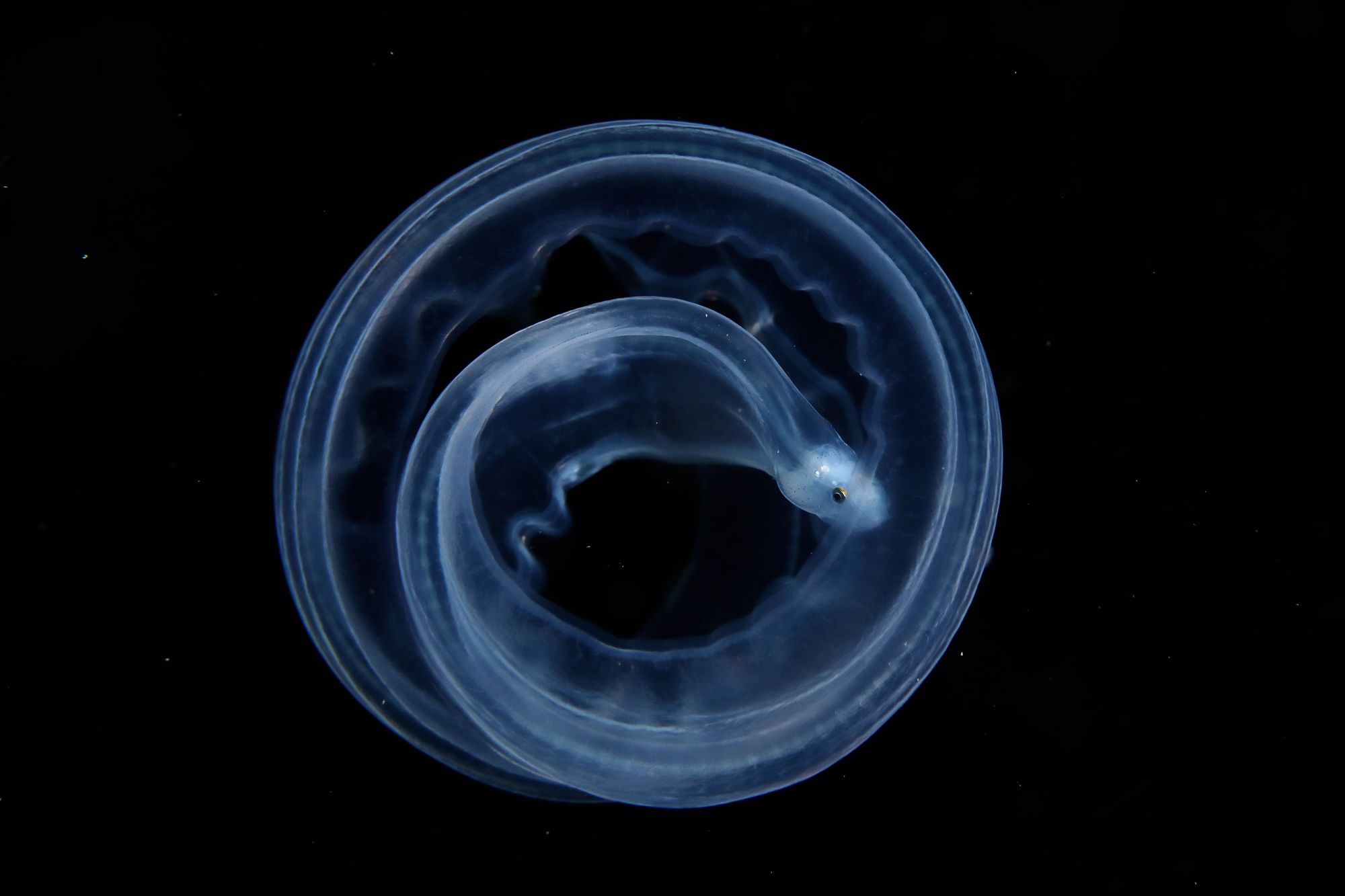 A round formation under water.