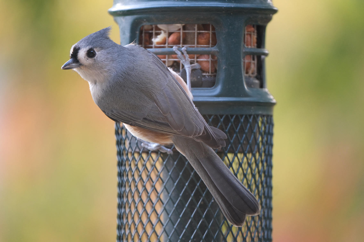 A bird on a bird feeder.