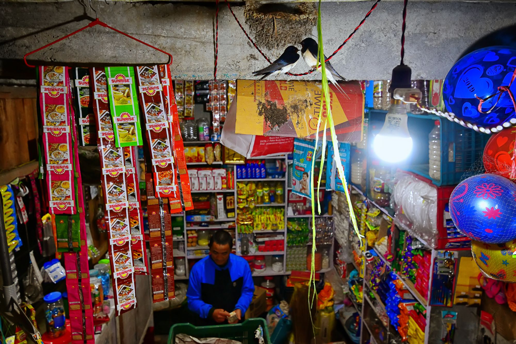 Two barn swallow birds nesting inside a shop.