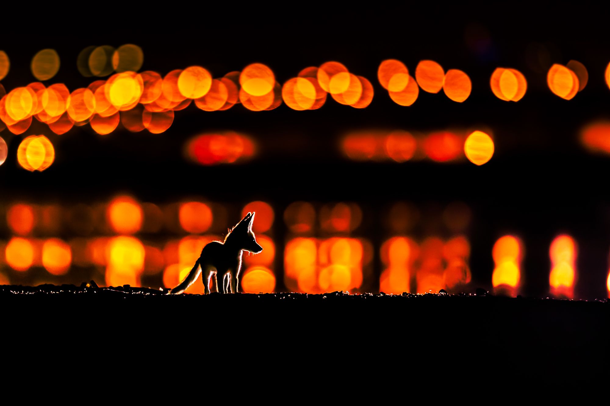 A silhouette of an Arabian Red Fox.