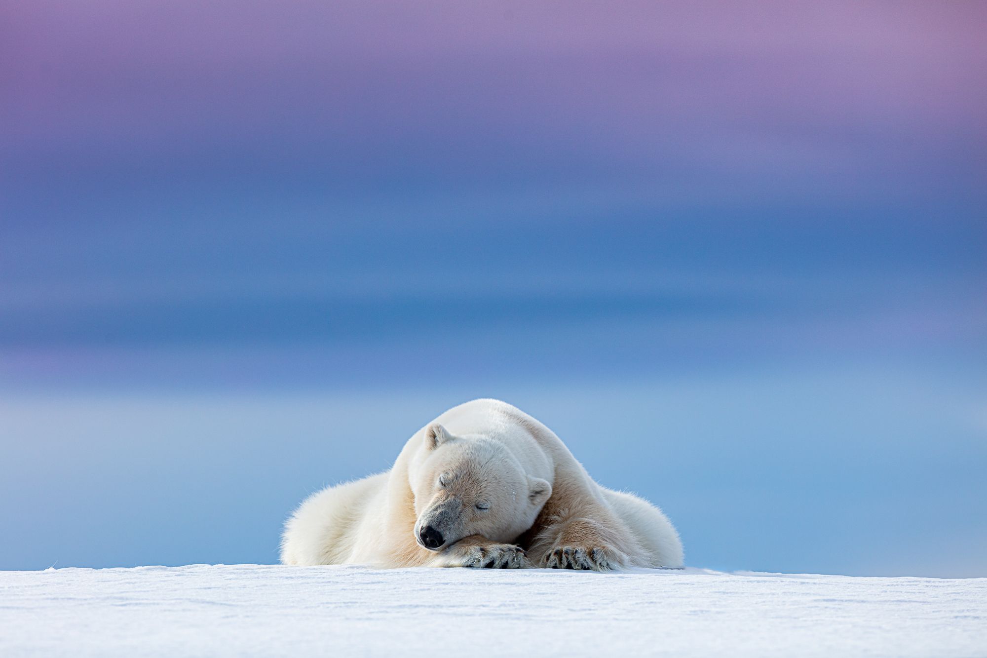 A polar bear sleeping.