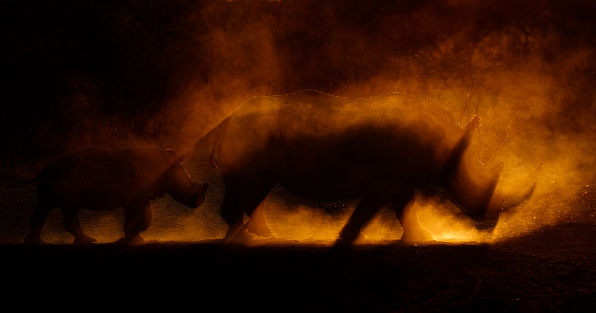 A blurred shadow image of a rhino walking.