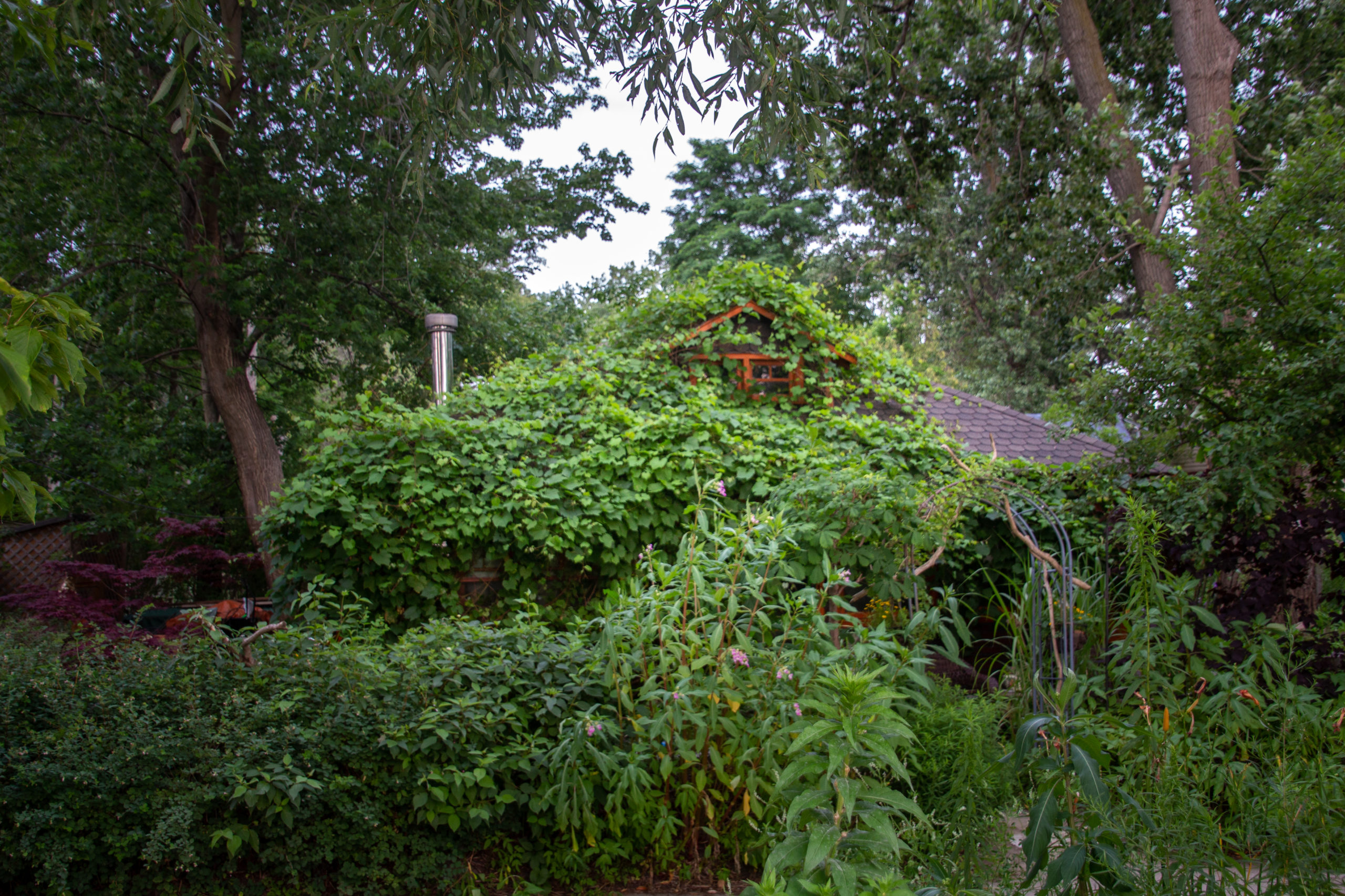 Cottage hidden by overgrowth