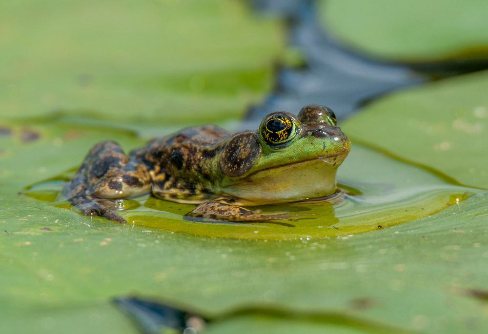 A mink frog sitting in the water, surrounded by lily pads