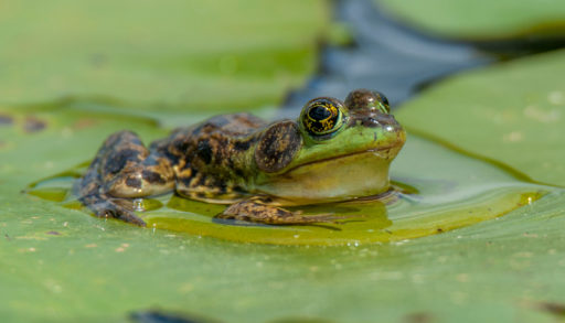 A mink frog sitting in the water, surrounded by lily pads