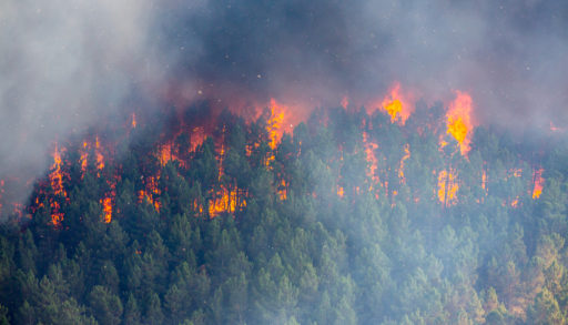 Forest fire and smoke