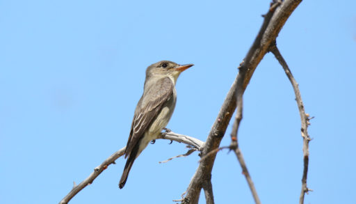 An olive-sided flycatcher perched on a thin branch