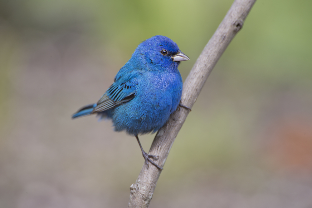 A male indigo bunting clinging to a thin branch