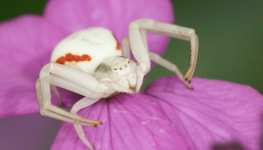 A white goldenrod spider on a purple flower