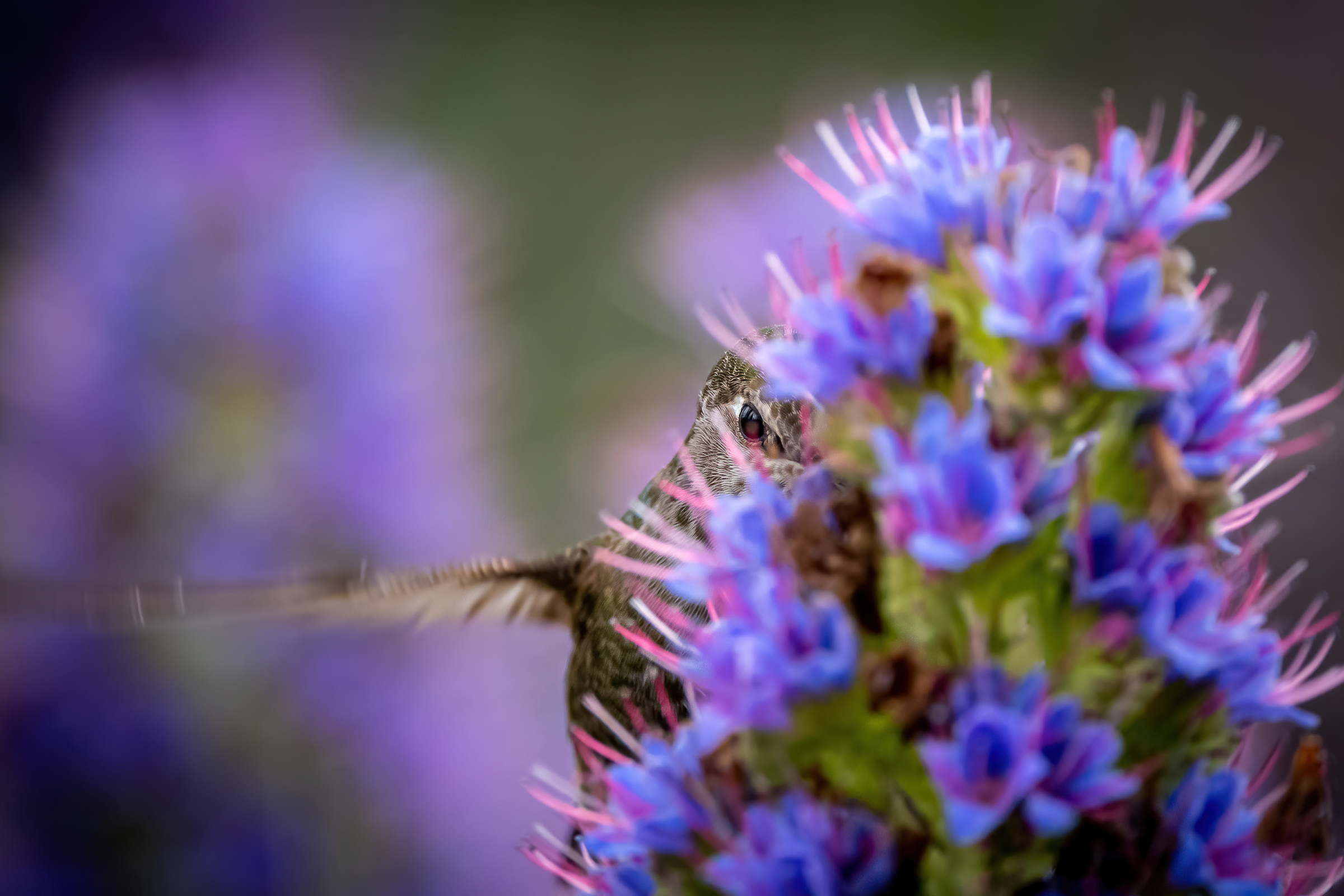 More than a dozen purple blooms on a Pride of Madeira plant obscure all but a blurred wing and one eye of an Anna's Hummingbird. The hummingbird faces the viewer with its eye clearly visible between two flowers, appearing to be making eye contactwith the photographer.