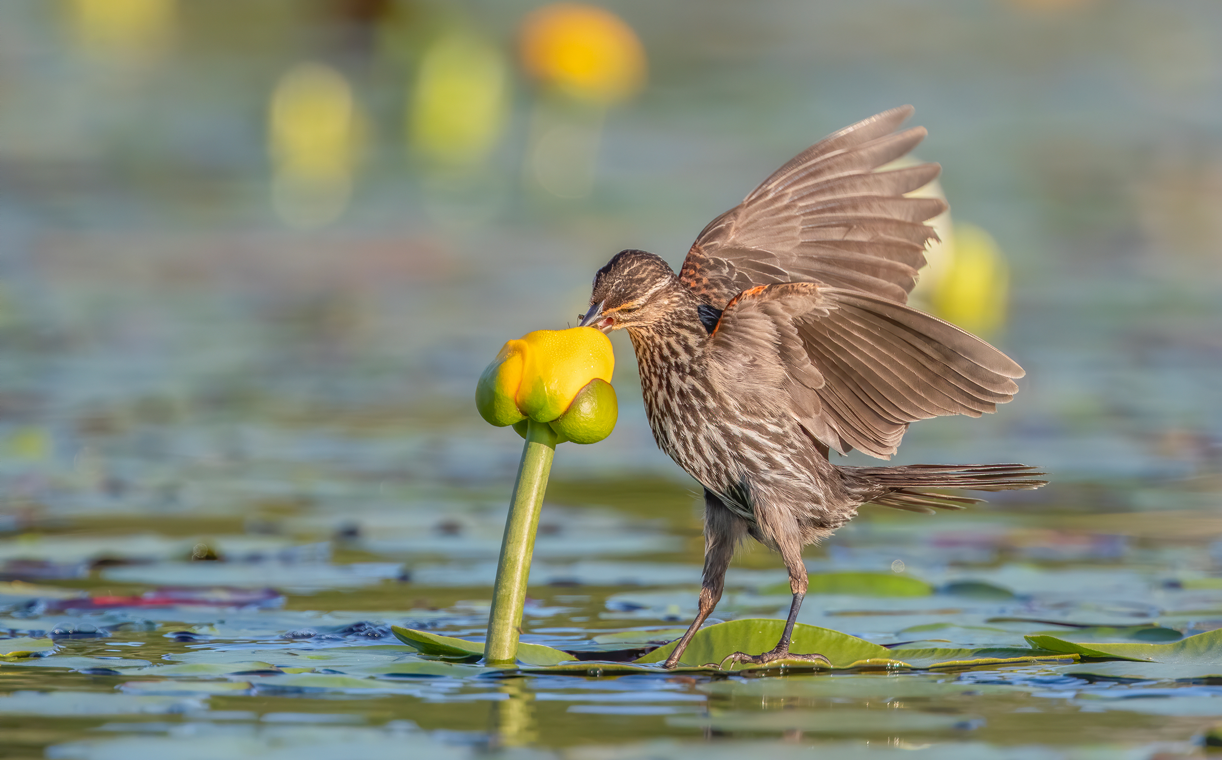 Beak deep in a partially opened, yellow flower emerging from the water, a gray female Red-winged Blackbird stands balancing on a lily pad, her wings partially outstretched, revealing the touch of red on her shoulders. More yellow flowers color the background.