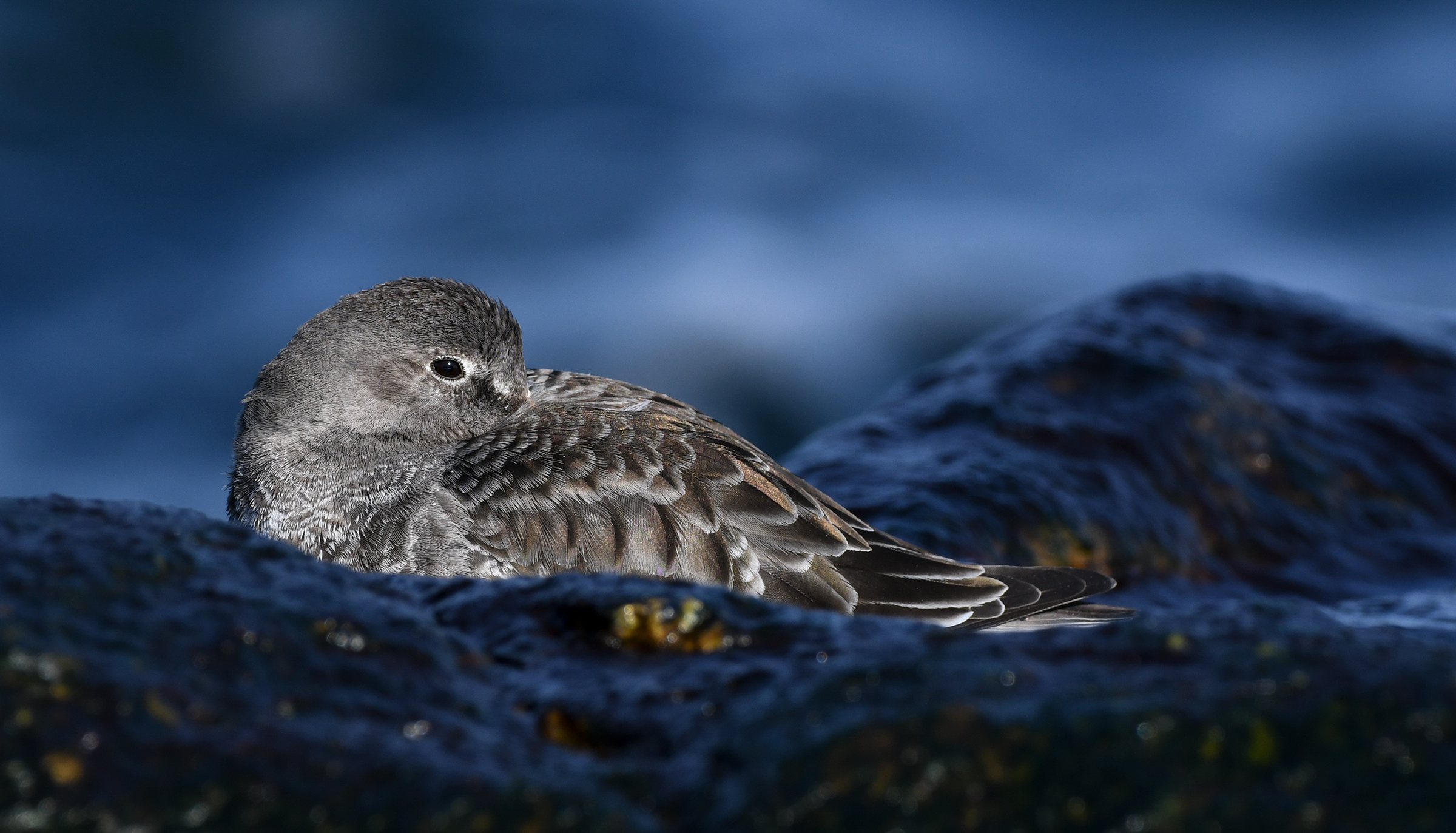 On a wet, rocky shore, a Purple Sandpiper sits with its beak tucked under its brown and gray wing, the blurred blue ocean waves in the background.