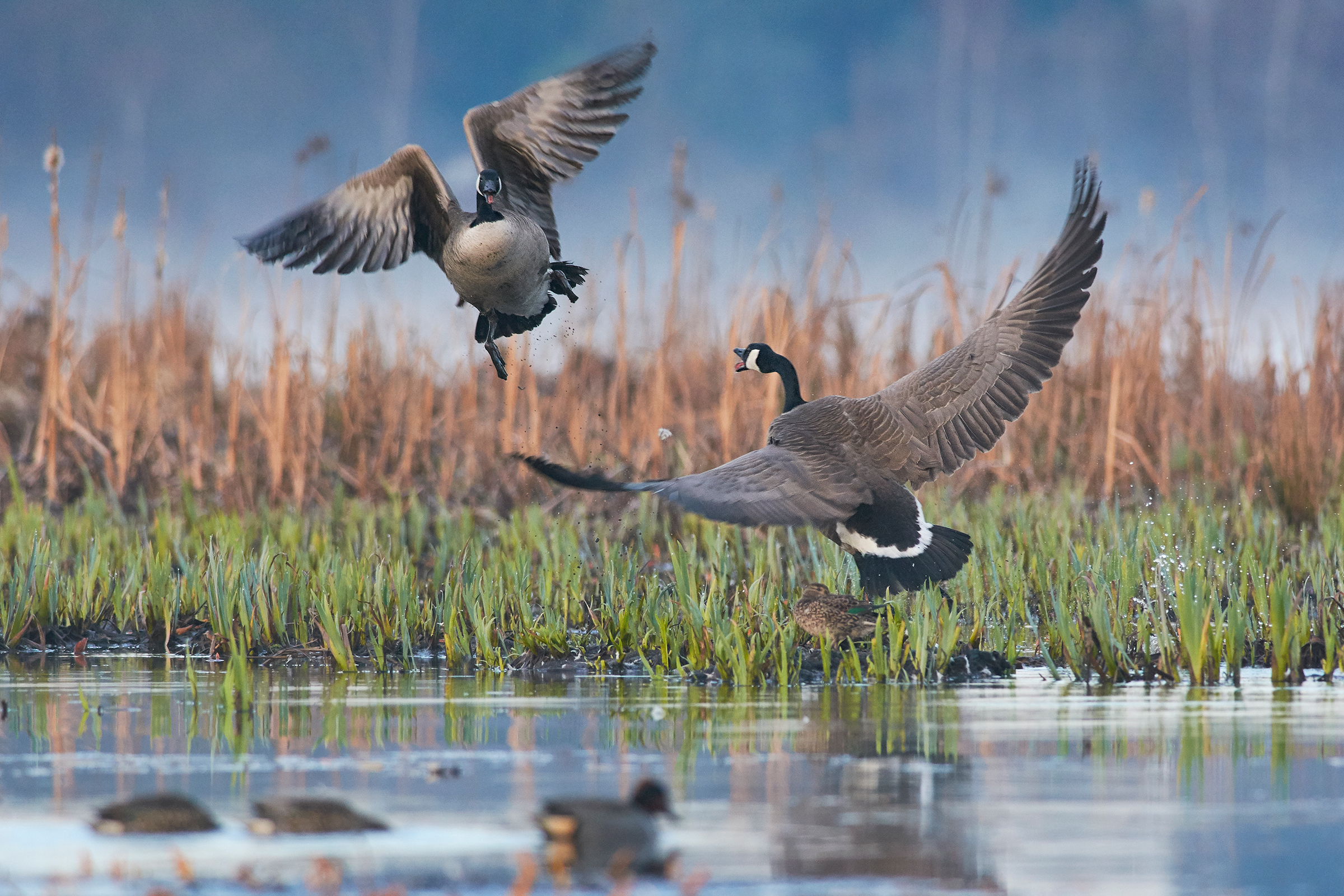 On a still wetland with green grasses and brown reeds in the background, a Canada Goose flies up from the water, its wings outstretched and beak agape as another Canada Goose, wings bent at 90-degree angles, honks back. Several Green-winged Teal watch the scene from the water below.