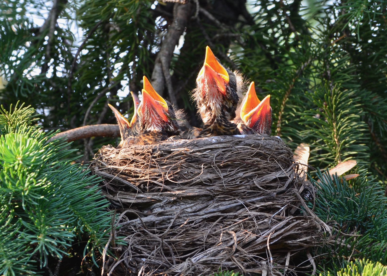baby birds in a nest