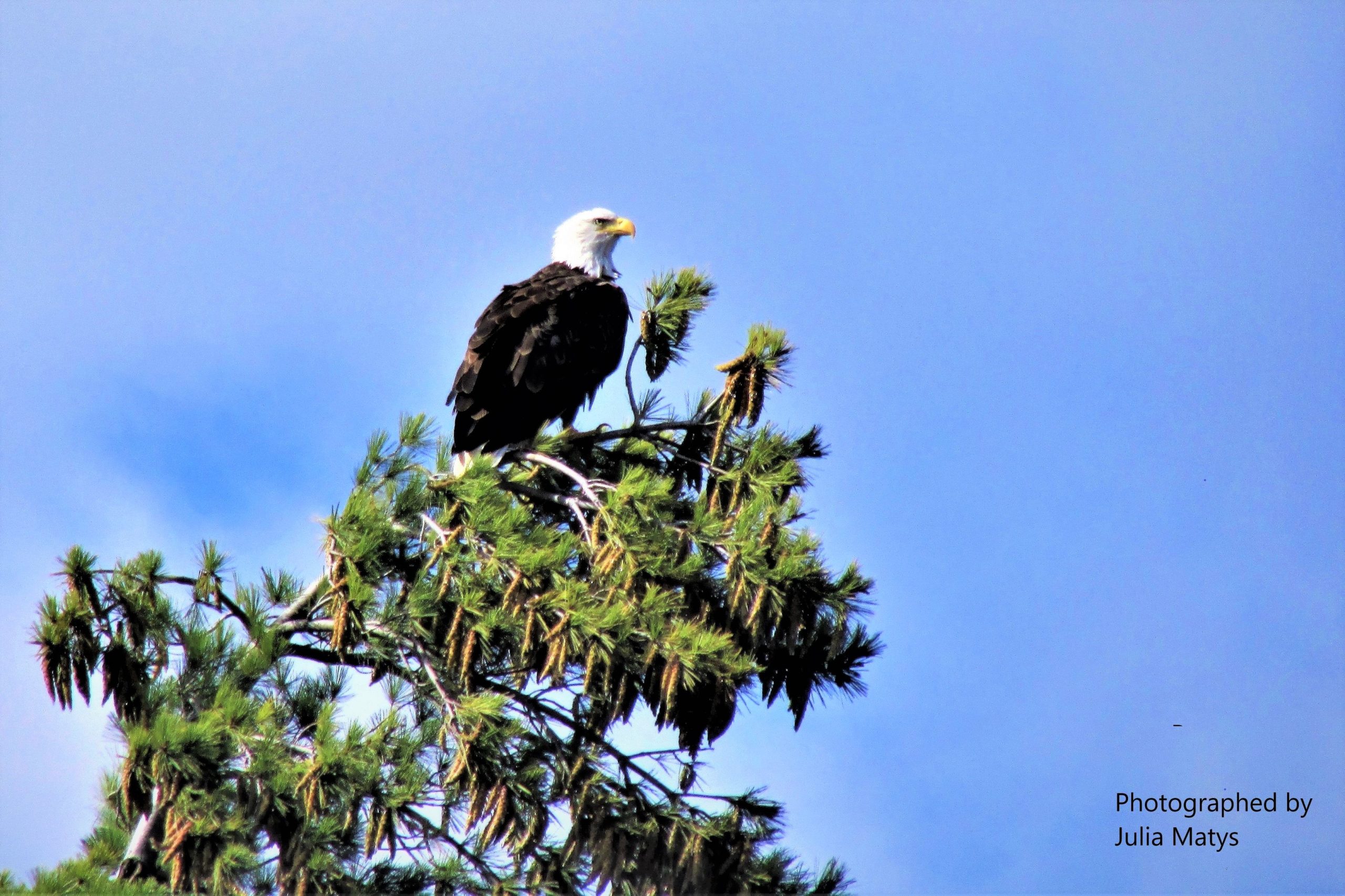 Eagle sitting on tree top