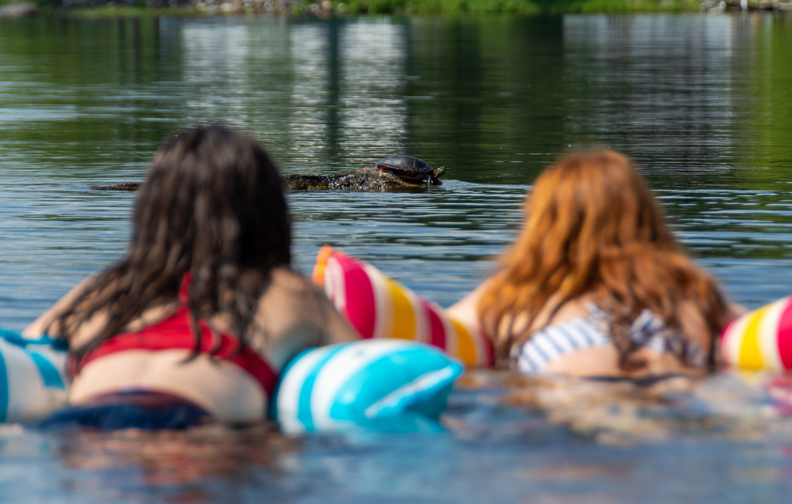 Kids swimming watching turtle