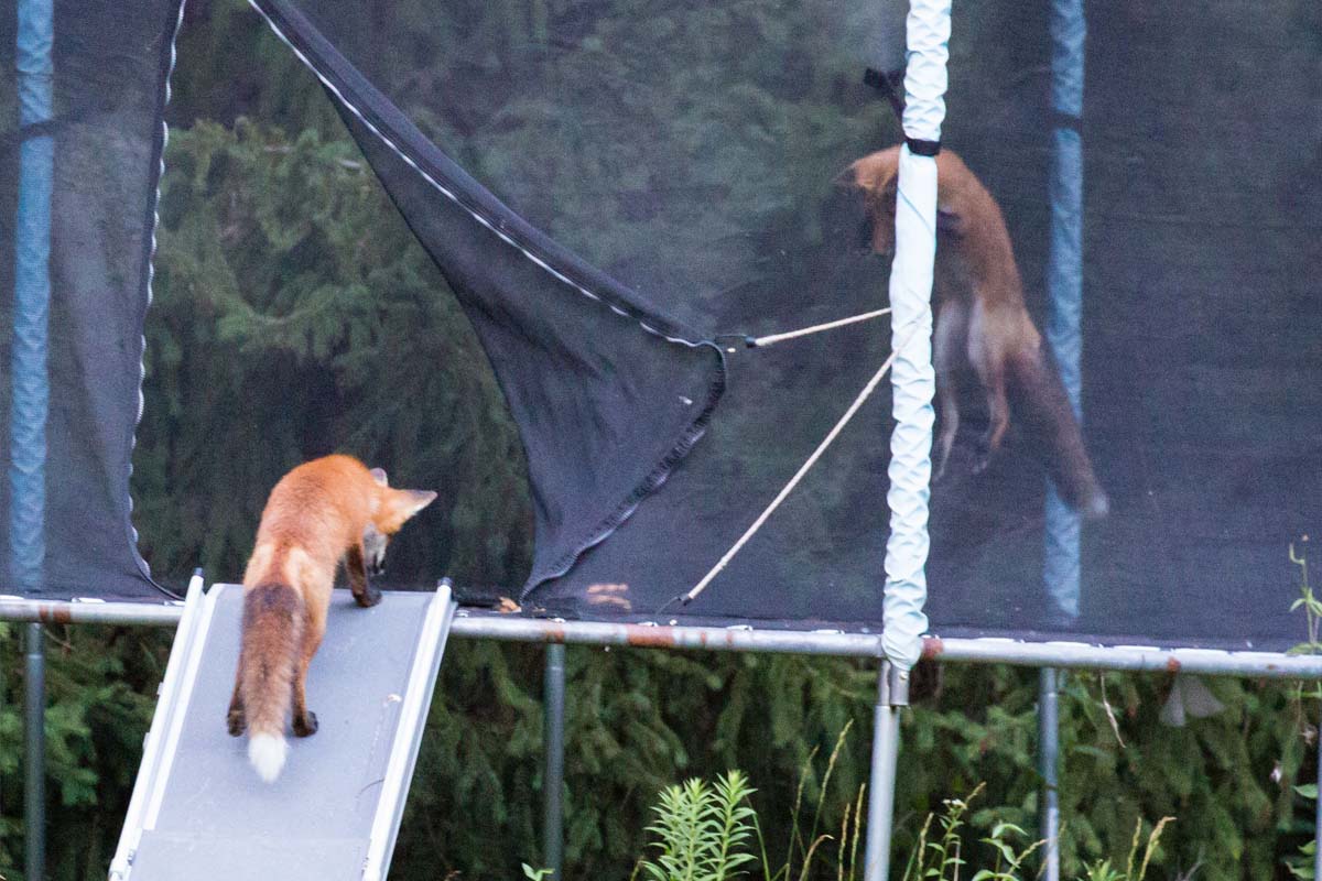 Two foxes on a trampoline