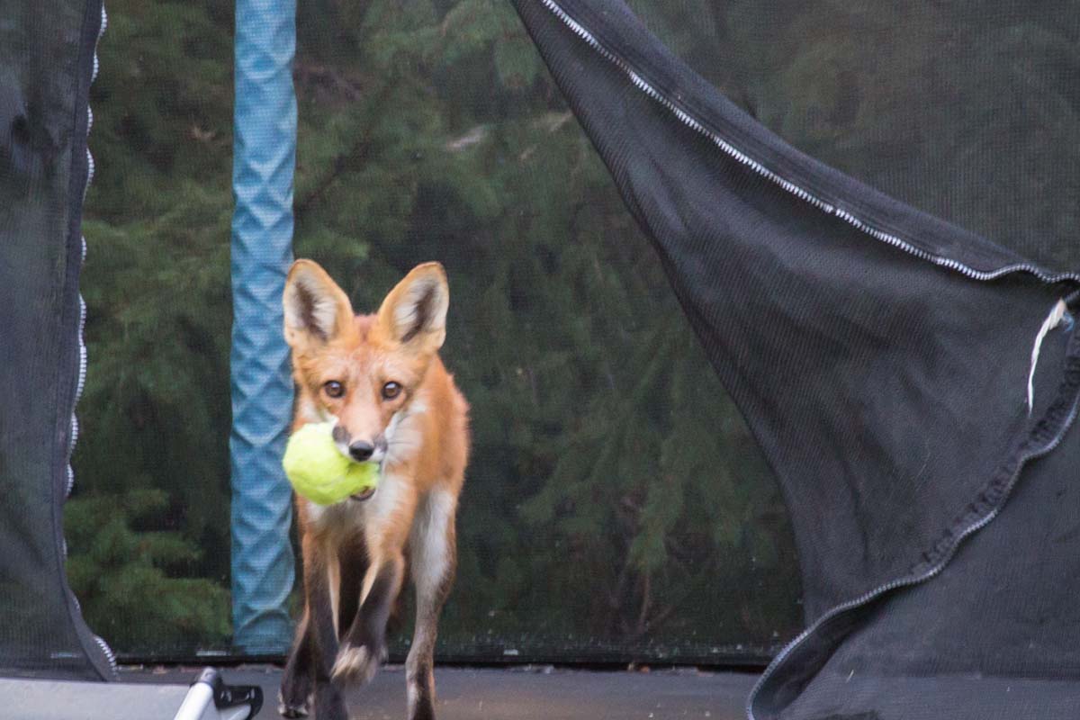 A fox with a ball in it's mouth