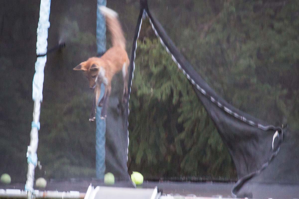 Fox takes flight