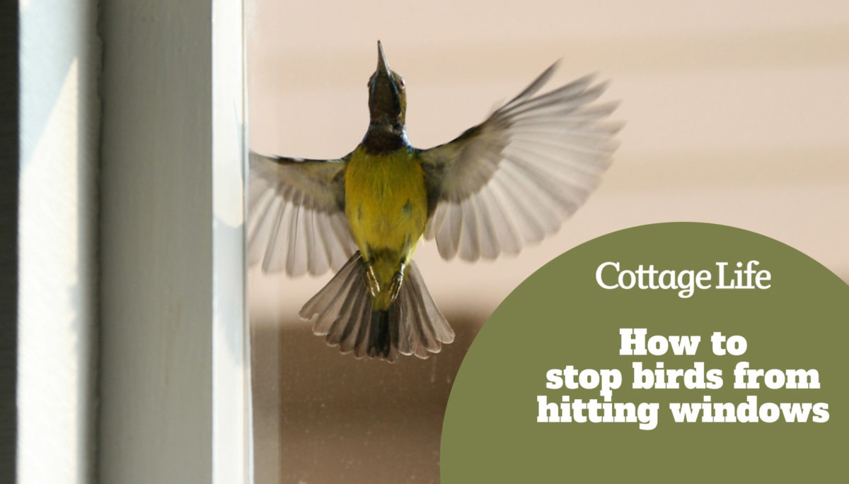 a shot of a bird outside window glass