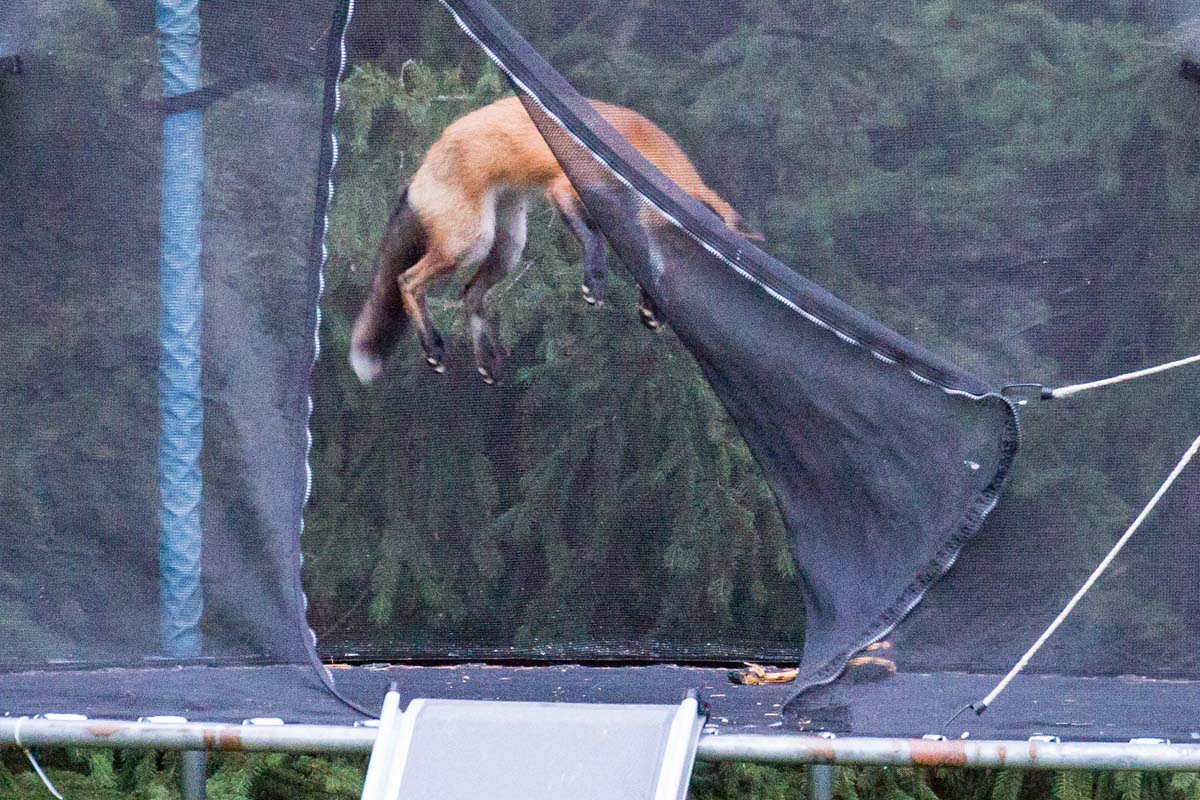 Fox catches some serious air on trampoline
