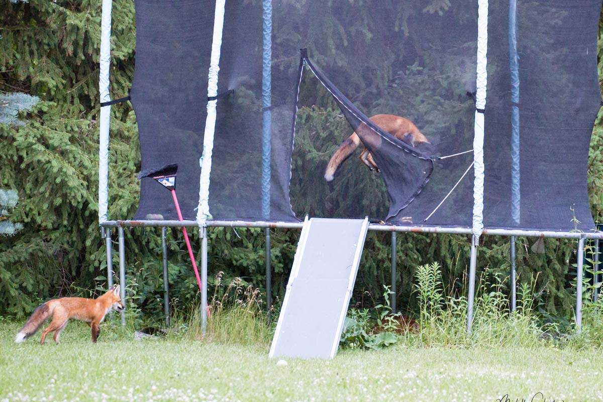Fox jumping on trampoline