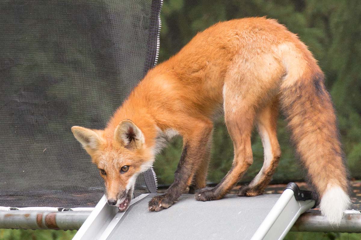Fox on a slide