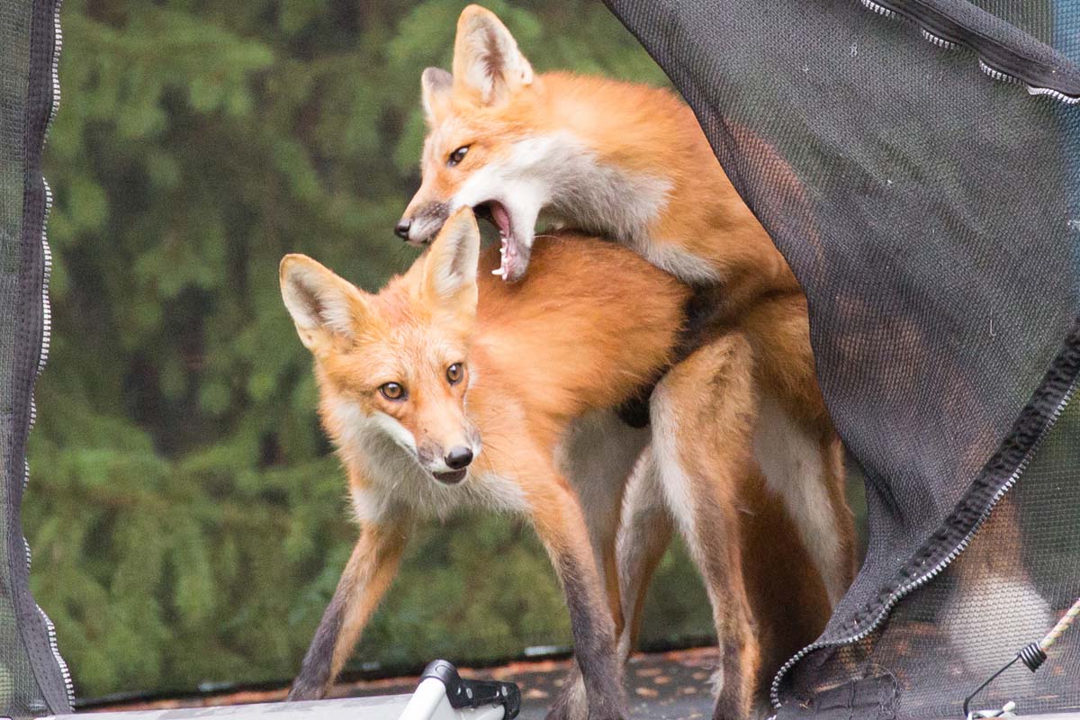 Two foxes roughhousing