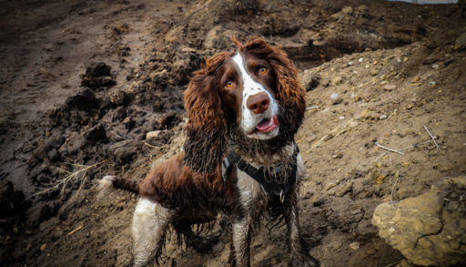 muddy, dog, hill,