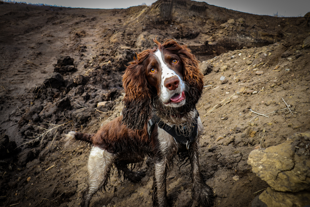 muddy, dog, hill,