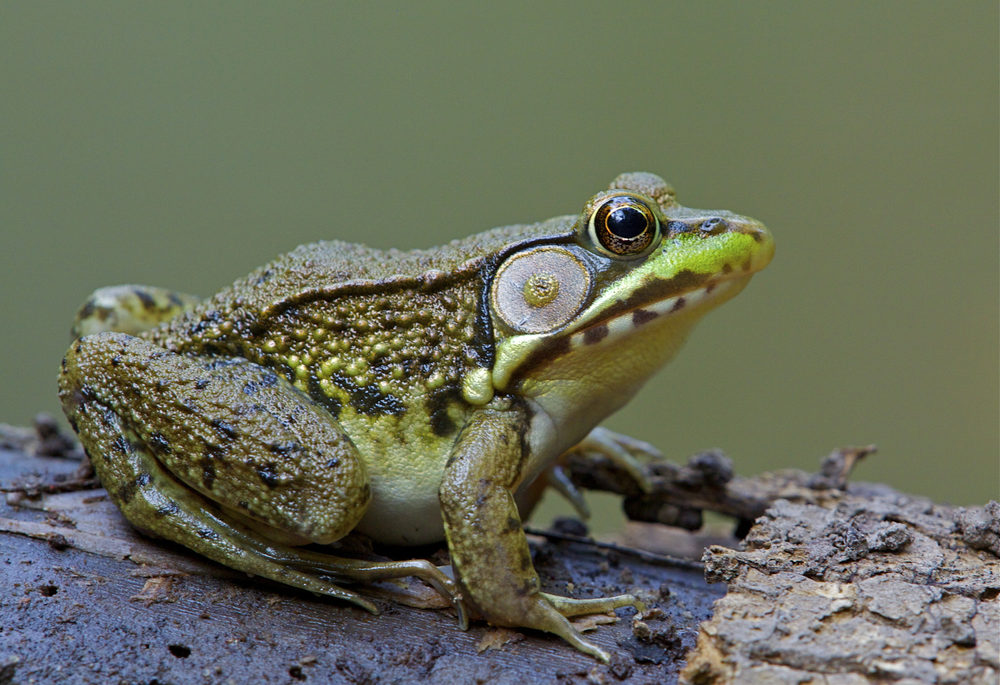 A green frog perched on a stump