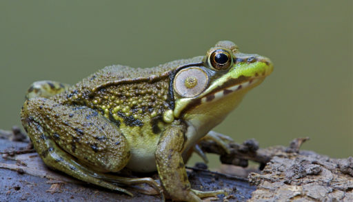 A green frog perched on a stump