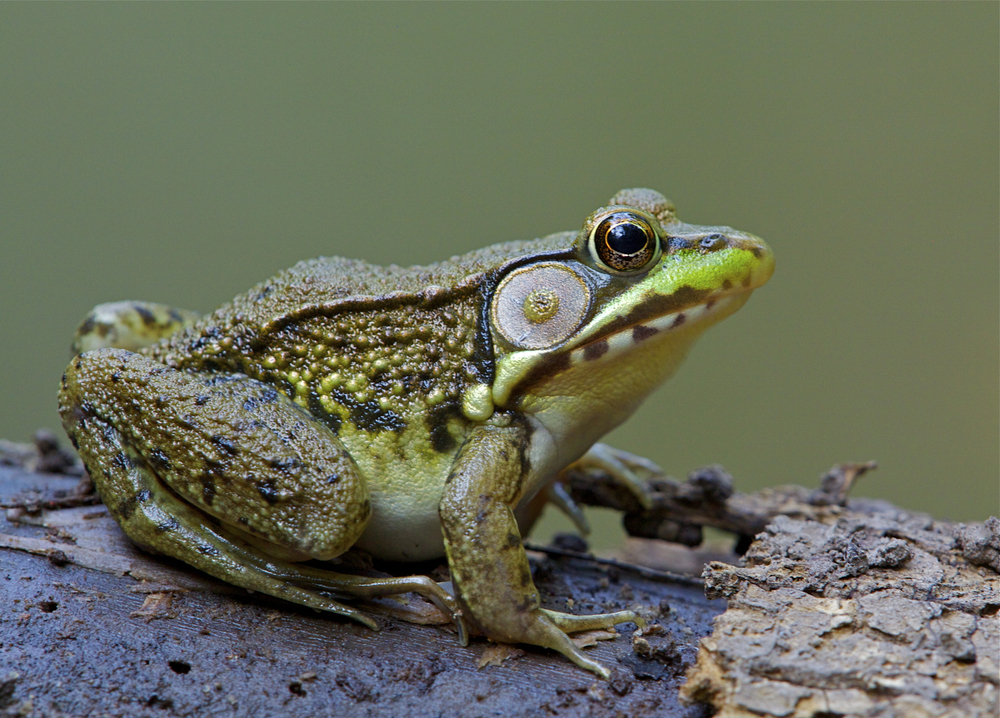 A green frog perched on a stump