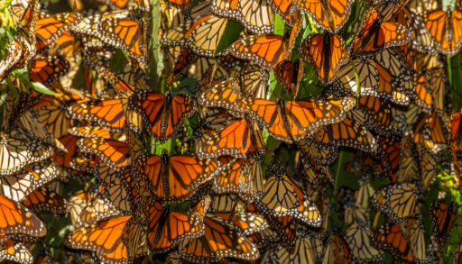 USA, California, Pismo Beach. Migrating monarch butterflies cling to leaves. Credit as: Cathy & Gordon Illg / Jaynes Gallery / DanitaDelimont.com