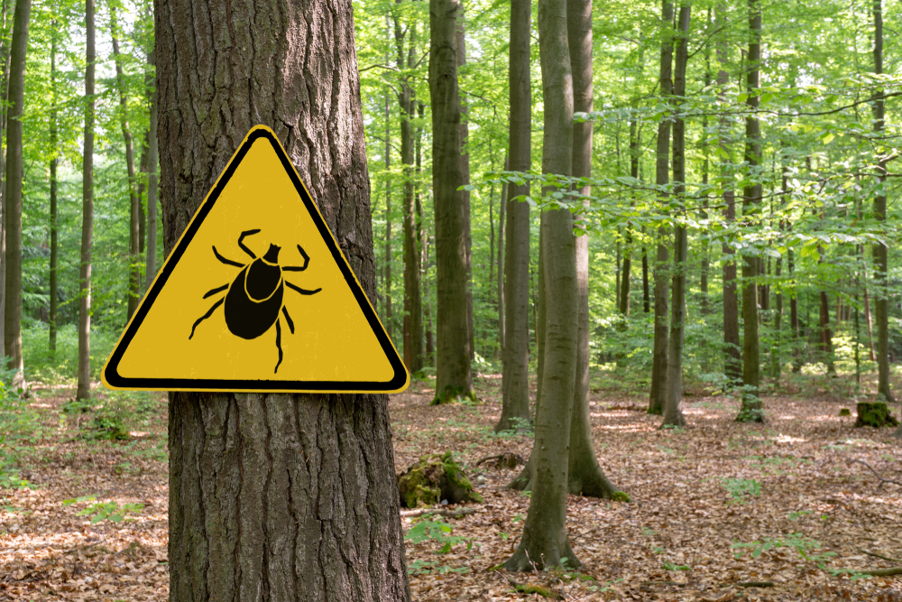 A yellow ticked warning sign attached to a tree trunk