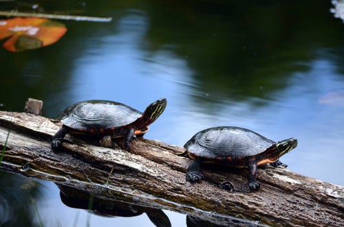 Two painted turtles sunning on a fallen log in a pond. ecosystem