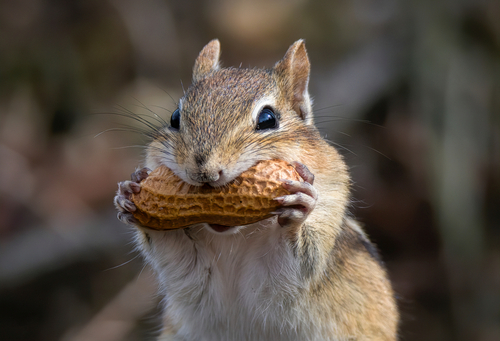 A Portrait of A Chipmunk Biting Into a Peanut, ecosystem