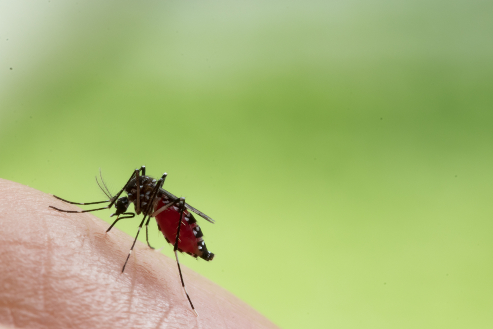 Aedes aegypti Mosquito landed on human skin
