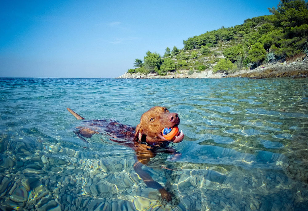 Dog swimming in the lake