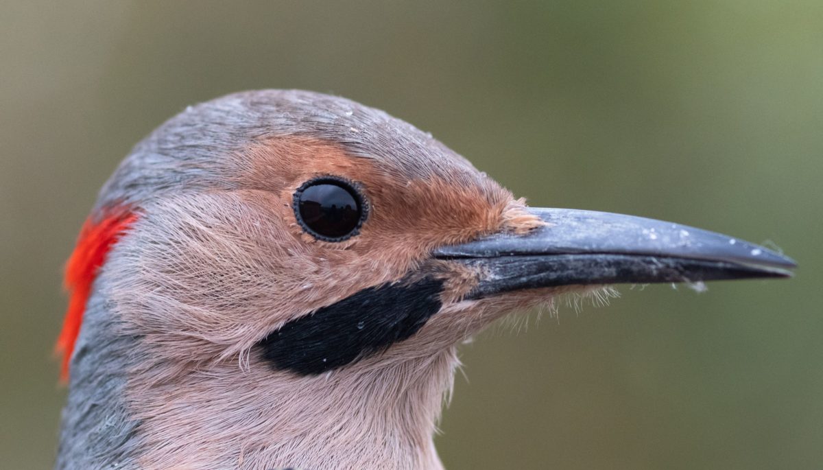 birds, Close-up shot of a northern flicker woodpecker