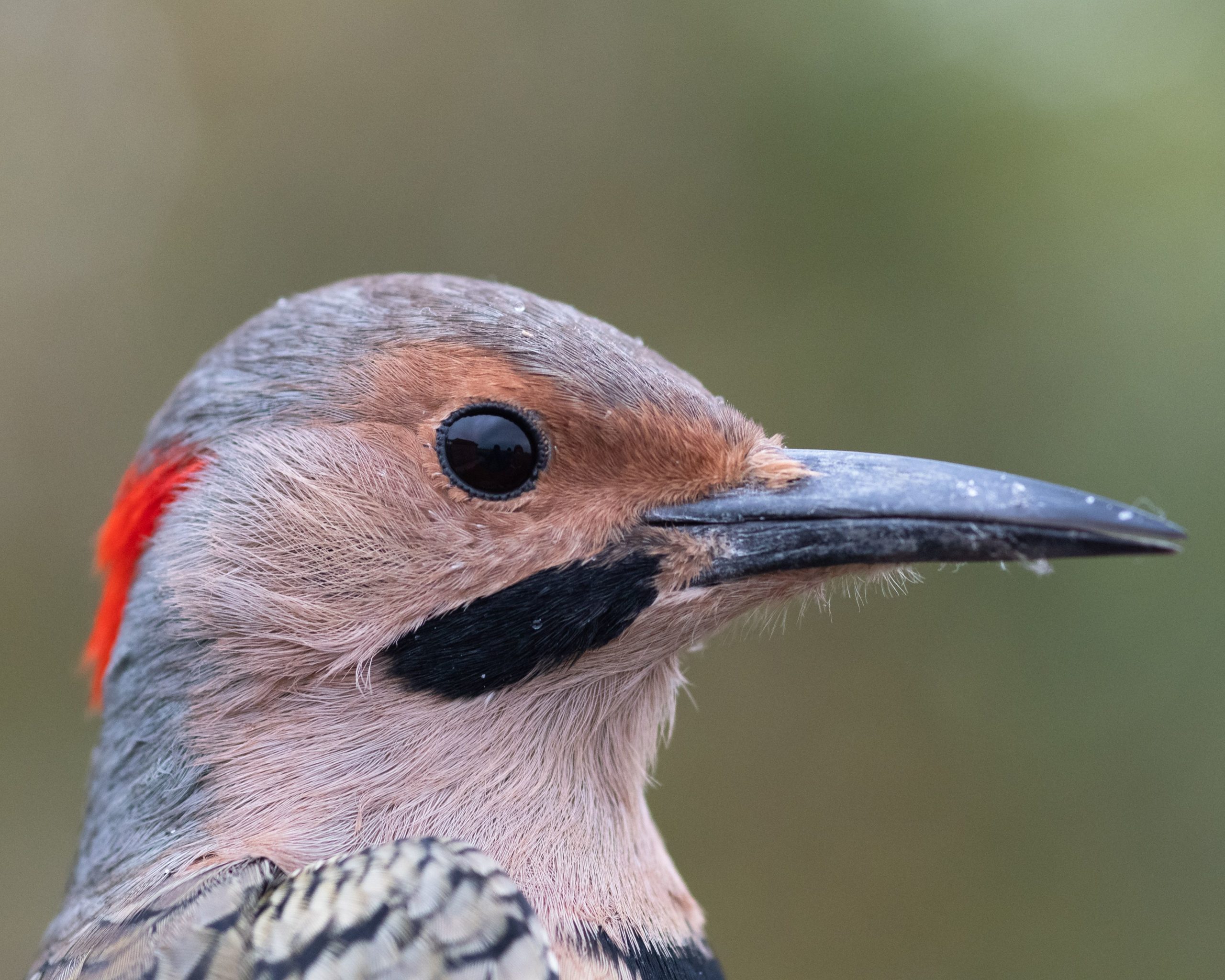 birds, Close-up shot of a northern flicker woodpecker