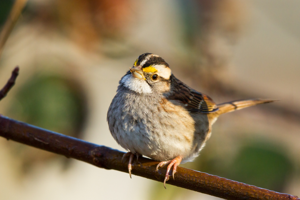 birds Close-up shot of a white-throated sparrow on a branch