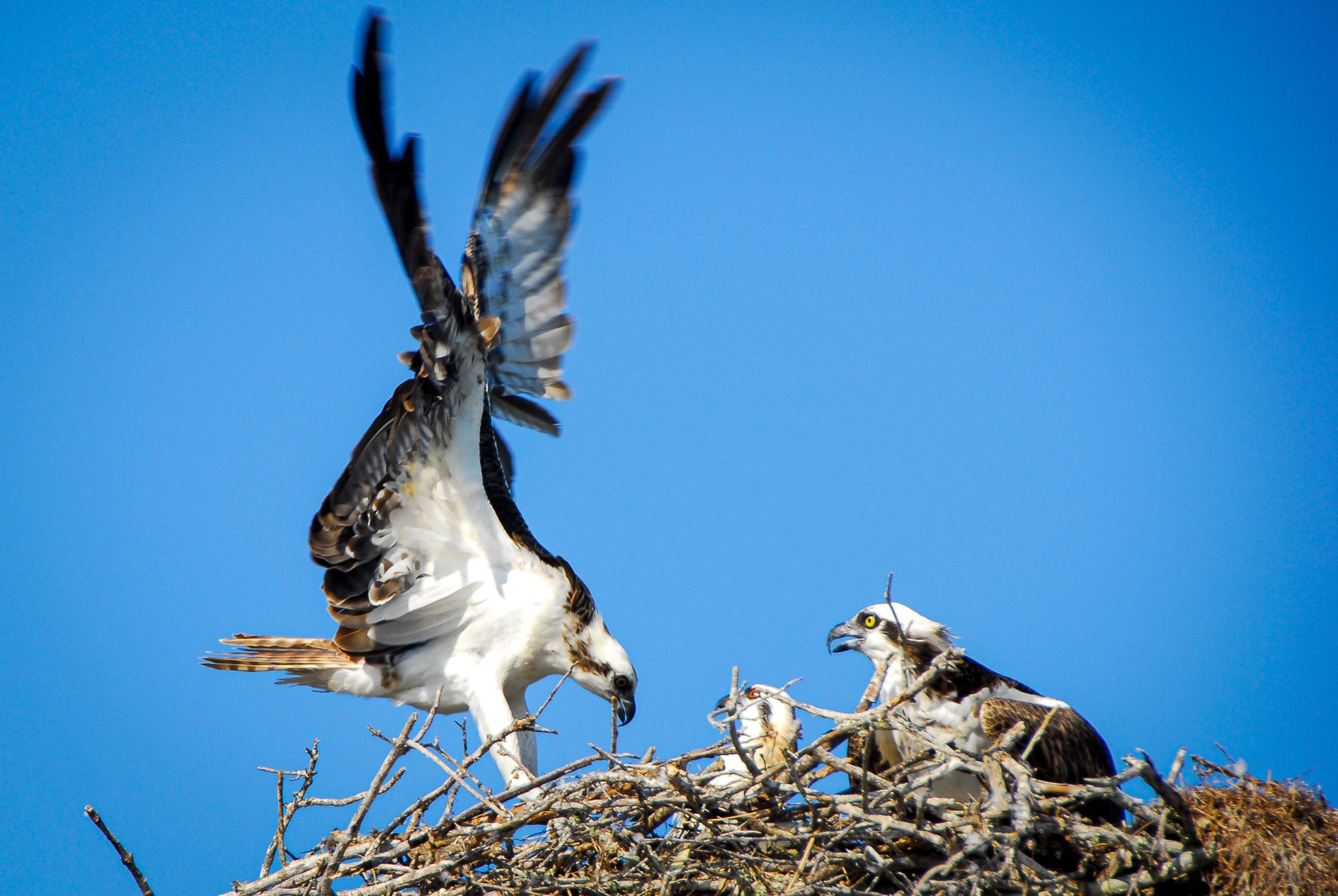 birds, Osprey landing in its nest