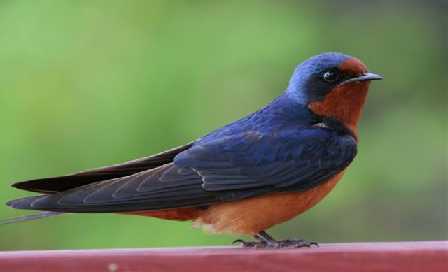 Close-up shot of a barn swallow, birds