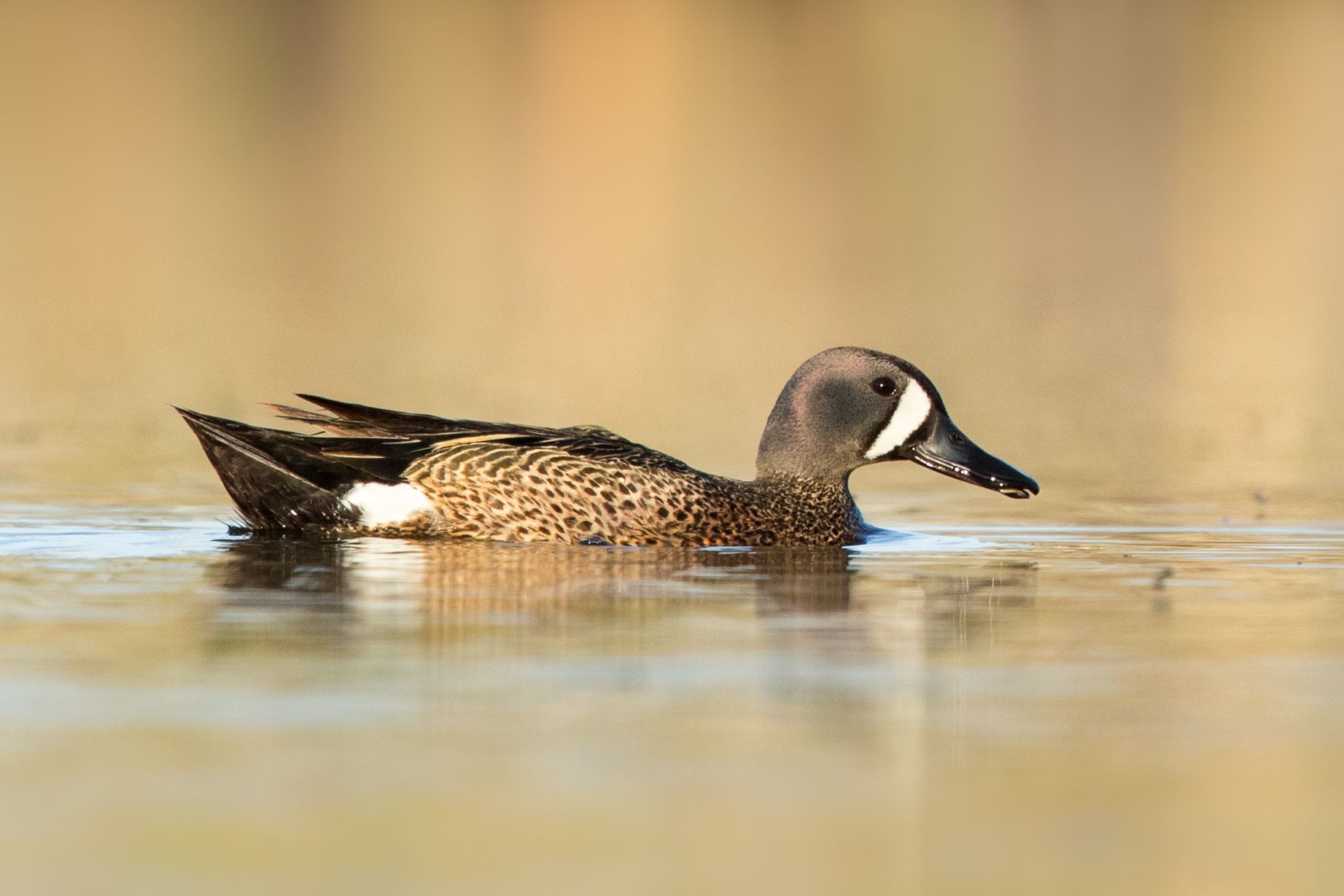Close-up shot of a blue-winged teal duck in water, birds