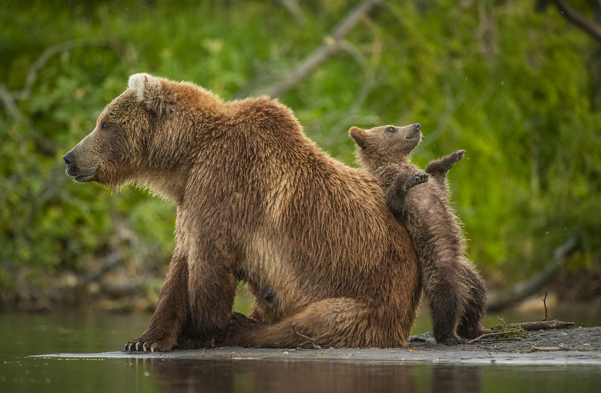 A bear cub leans against its mother