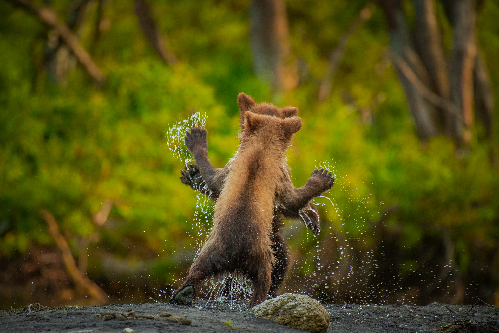 Two bear cubs have a play fight in water