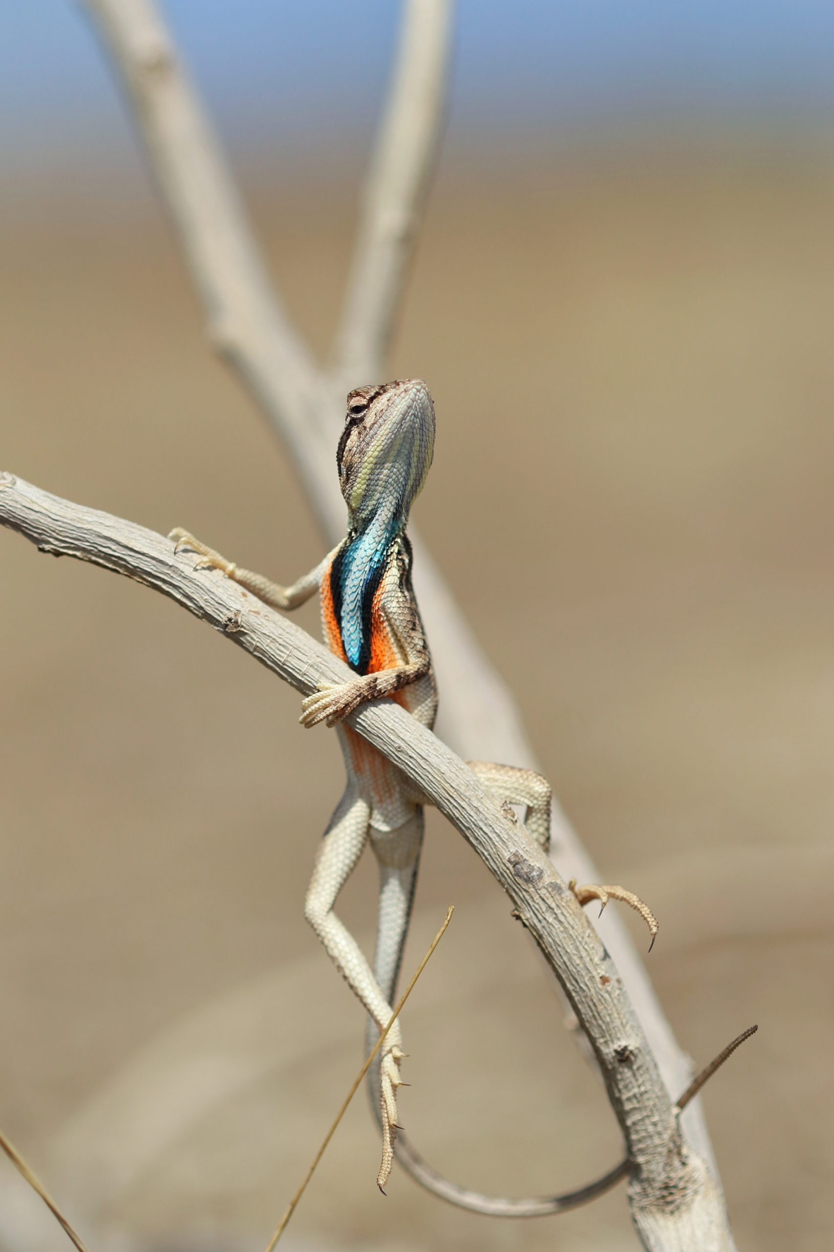 A fan throated lizard examining its territory